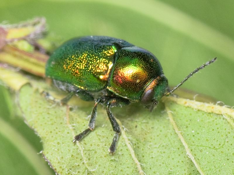 Cryptocephalus Geoffroy, 1762